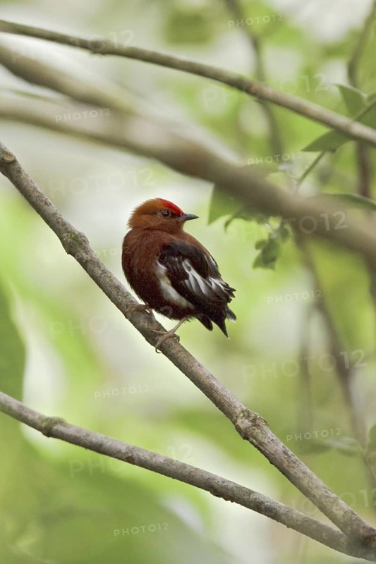 Club-winged Manakin (Machaeropterus deliciosus) male perched on a branch, Ecuador