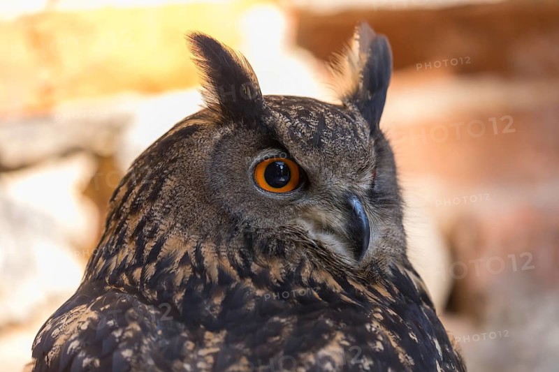 One Eurasian Eagle Owl, Bubo bubo, perched on the walls of a ruin of a monastery. Backlit portrait