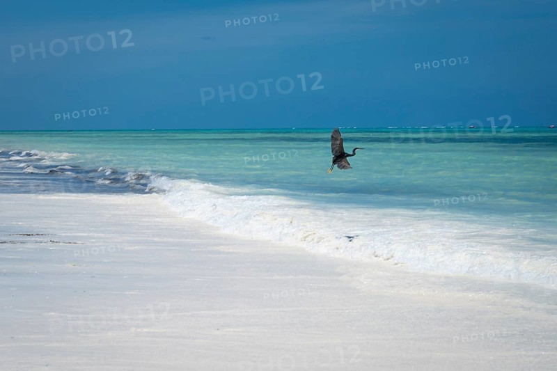A black heron flays over a pristine white sand beach as gentle turquoise waves wash ashore under a clear blue sky. In Zanzibar, Tanzania