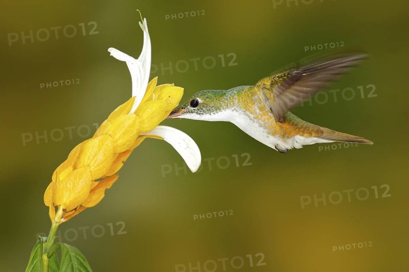 Hummingbird Andean Emerald, Amazilia franciae, with yellow flower, clear green background, Colombia. Wildlife scene from nature
