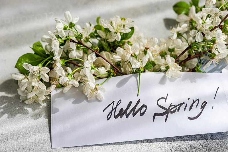 Elegant cherry blossoms lie on a textured surface, alongside a handwritten Hello Spring card. Captures the essence of renewal and seasonal beauty