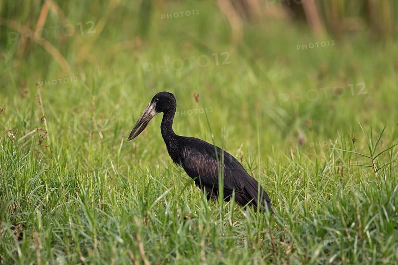 African Openbill (Anastomus lamelligerus) foraging, Semuliki National Park, Uganda