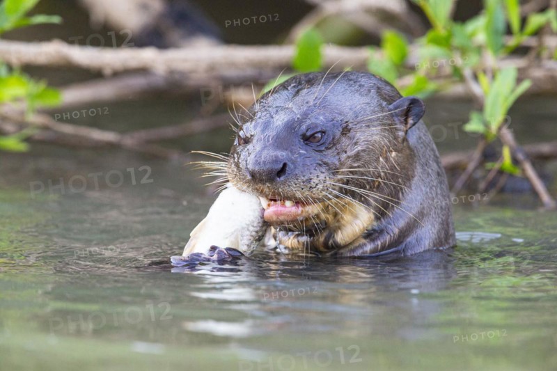 Giant otter (Pteronura brasiliensis) Pantanal Brazil