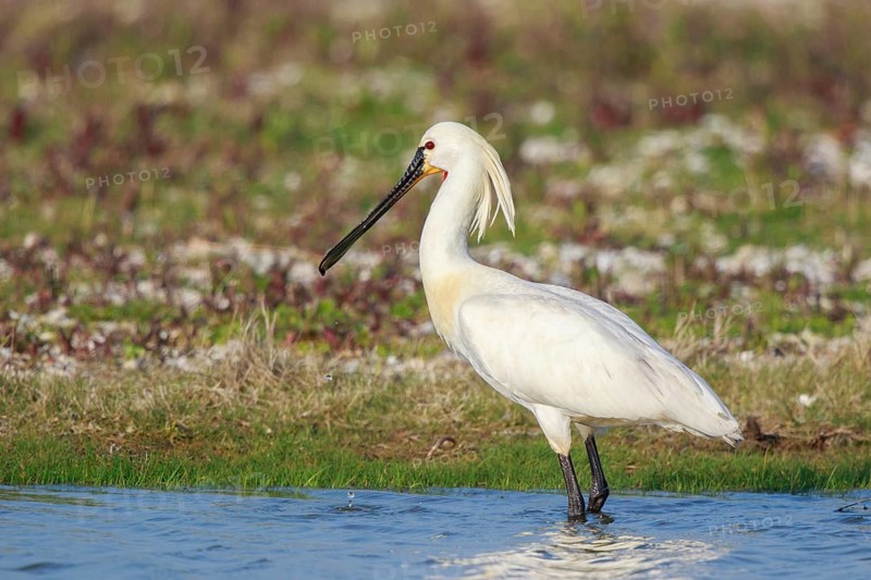 Eurasian Spoonbill (Platalea leucorodia) foraging, Netherlands