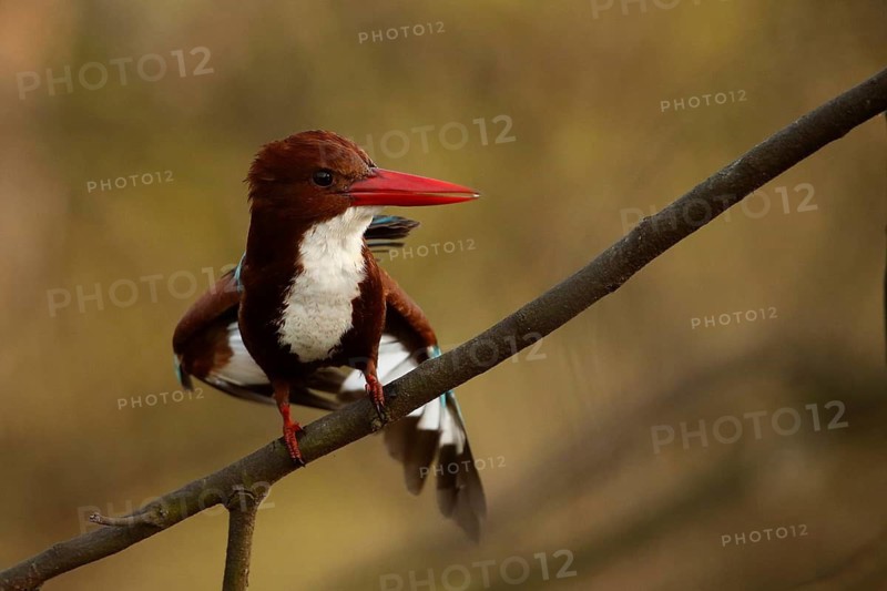 White-throated Kingfisher (Halcyon smyrnensis), Rajasthan, India