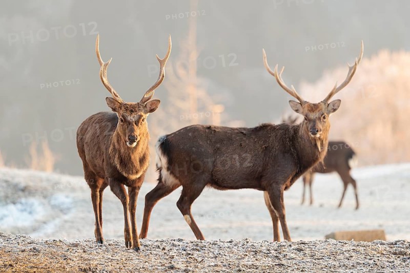 Two Japanese sika deer stags and a hind (Cervus nippon nippon) stand on a meadow in hilly terrain. A forest covered in hoarfrost can be seen in the background