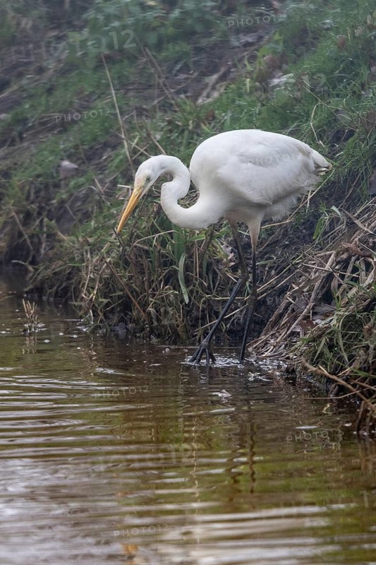 Great White Egret (Ardea alba), Emsland, Lower Saxony, Germany