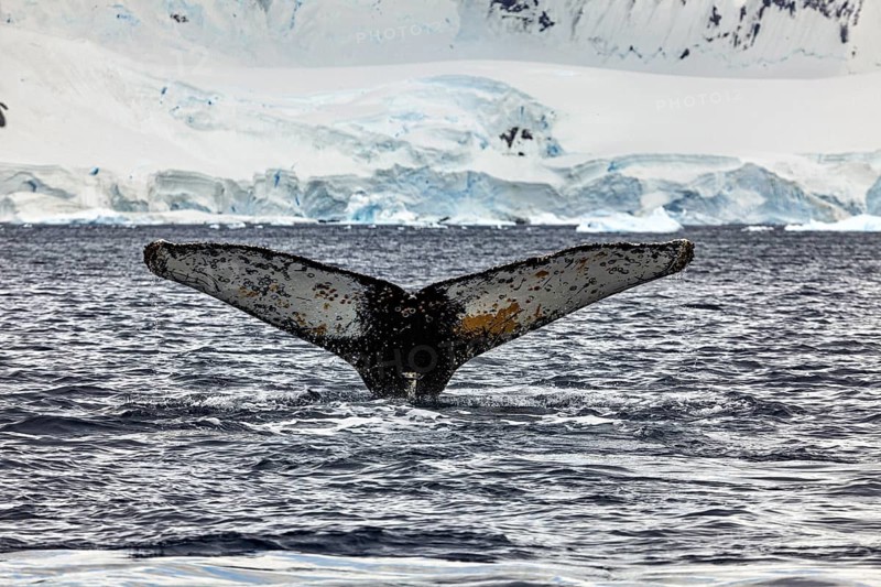 A whale fin in icy Antarctic waters, surrounded by ice, The fluke of a diving humpback whale in the Antarctic (Megaptera novaeangliae)