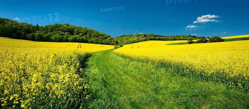 Field path through blossoming rape field under blue sky, Burgenlandkreis, Saxony-Anhalt, Germany