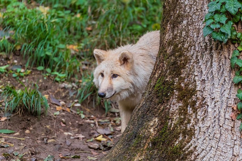 One arctic wolf (Canis lupus arctos) standing in a forest, partially hidden behind a tree