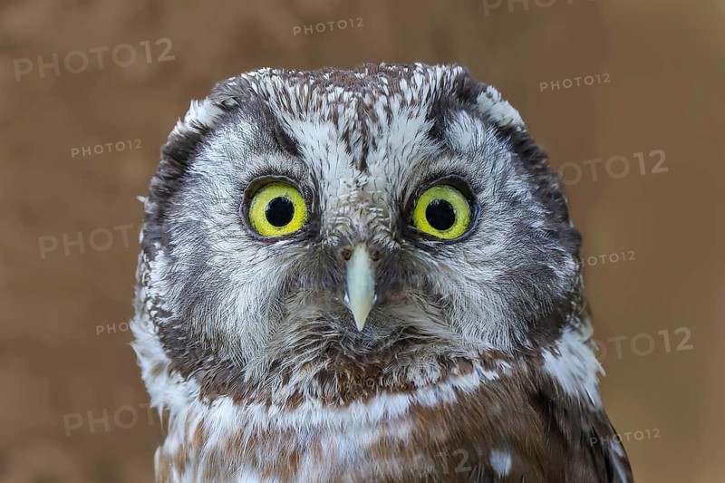 Great Horned Owl (Aegolius funereus), portrait, Wildlife, Nature photography, Owls, Owls, Siegerland, North Rhine-Westphalia, Germany