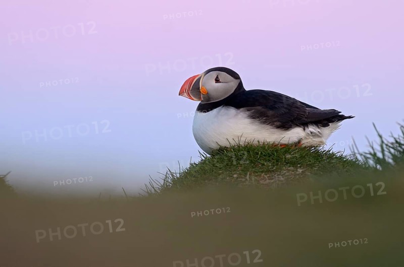 Atlantic Puffin (Fratercula arctica), Látrabjarg, Iceland
