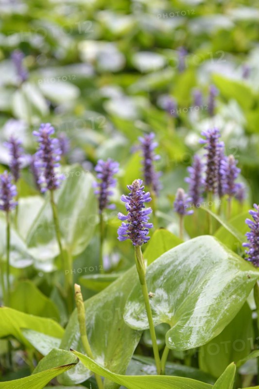 Pickerelweed (Pontederia cordata), Arboretum van Delden, Gronau, Lower Saxony, Germany