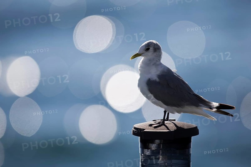 Black-legged Kittiwake (Rissa tridactyla tridactyla), North Sea, Germany
