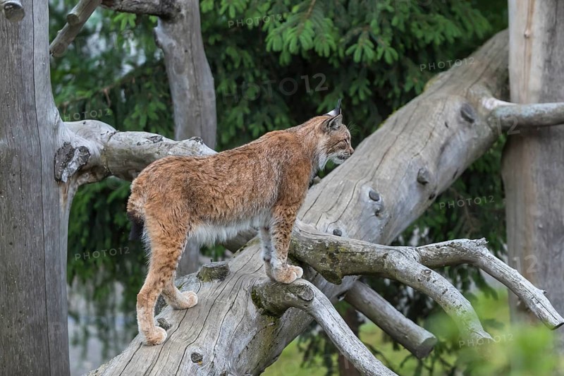 One Eurasian lynx, (Lynx lynx), walking up on a fallen tree. Side view with green forest in the background