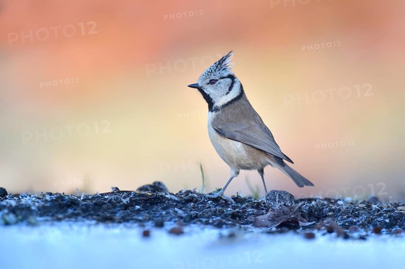 European Crested Tit (Lophophanes cristatus) at a waterhole, Netherlands