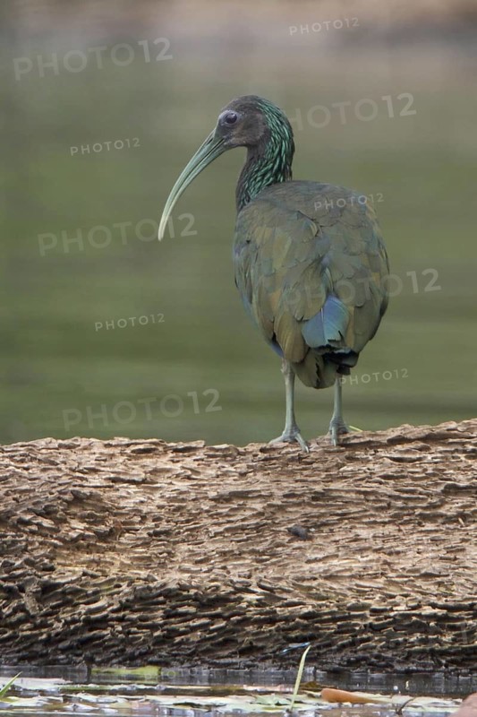 Green Ibis (Mesembrinibis cayennensis), Manu National Park, Peru