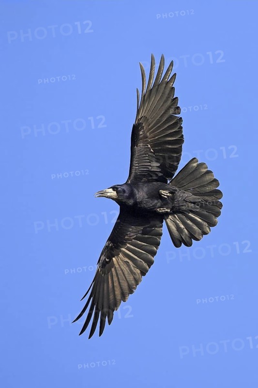 Rook (Corvus frugilegus) flying, Rhineland-Palatinate, Germany