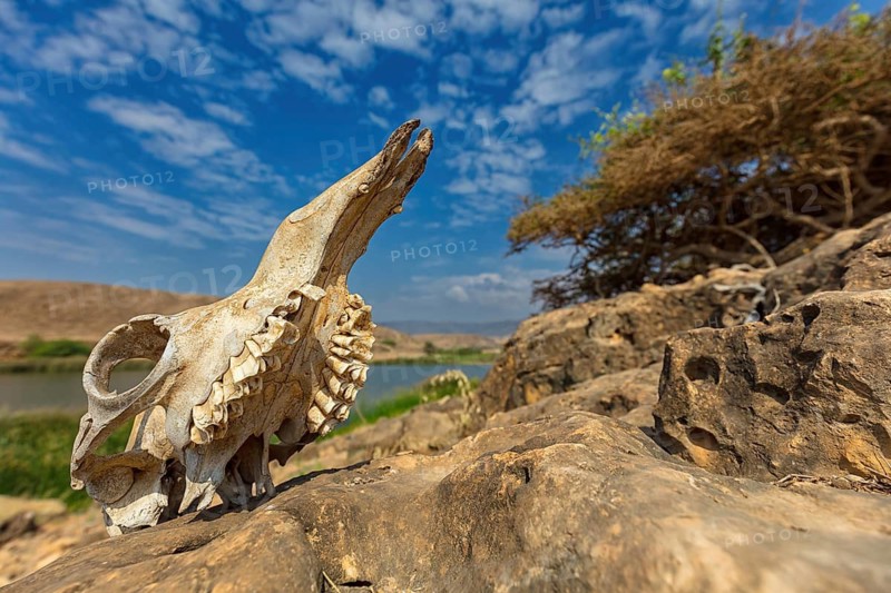 Landscape, Oman, Wadi Darbat, Khor Rori, Khawr Rawri, Mountain, Reeds, Rock, Stone, Skull, Skeleton, Skull, Bone, Dromedary, (Camelus dromedarius), Tree Salalah, Khawr Rawri, Dhofar Governorate, Oman