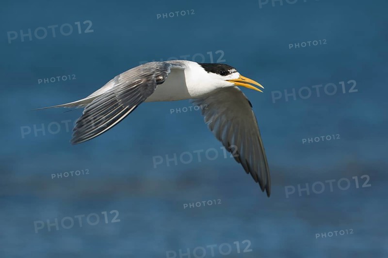 Greater Crested Tern (Thalasseus bergii) flying, Victoria, Australia