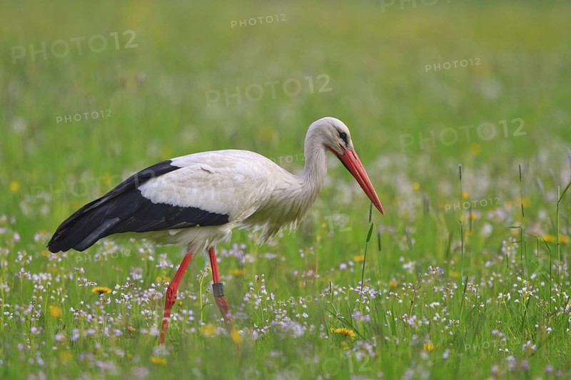 White Stork (Ciconia ciconia) foraging, North Rhine-Westphalia, Germany