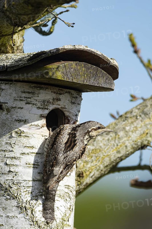 Eurasian wryneck (Jynx torquilla) Germany