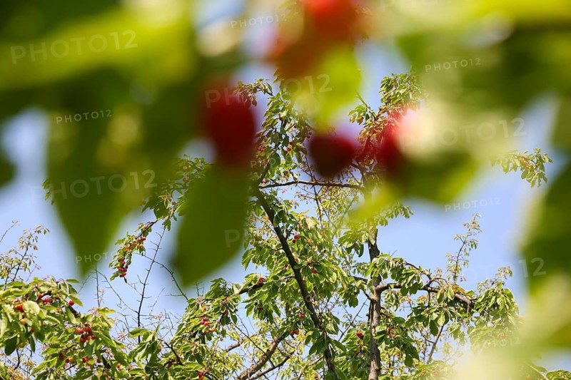 Dettinger Kirschenweg and Kirschenheimat, tradition of growing cherries in the Erms Valley, cherry tree (Prunus avium), cherries, ripe fruit, green leaves, pleasure trail, summer, Dettingen an der Erms, Neckar-Alb region, Baden-Württemberg, Germany