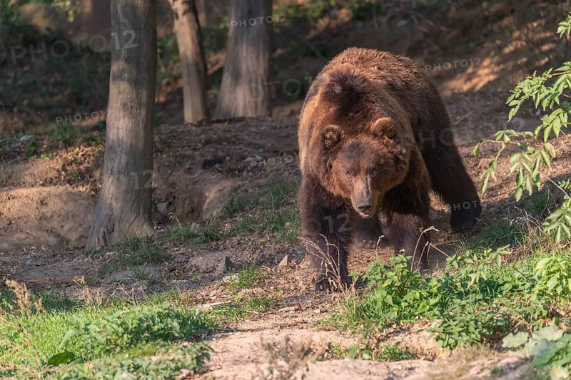 One Kamchatka brown bear (Ursus arctos piscator), walking in a forest. Some green vegetation in the background