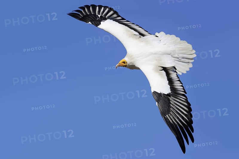 Egyptian Vulture (Neophron percnopterus) flying, Provence, South of France