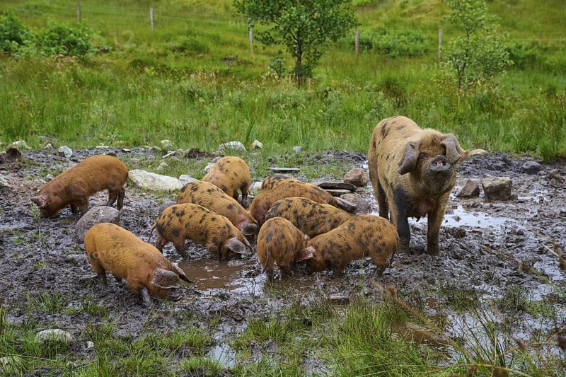 Pigs with a sow in the muddy terrain of a natural meadow, pig breed, Oxford Sandy and Black, Scotland, United Kingdom, Great Britain