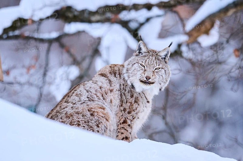 Eurasian lynx (Lynx lynx) sitting in the snow, Wildpark Aurach, Kitzbühl, Tirol, Austria
