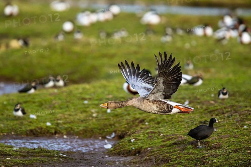 Greylag Goose, Anser anser, bird in flight over winter marshes