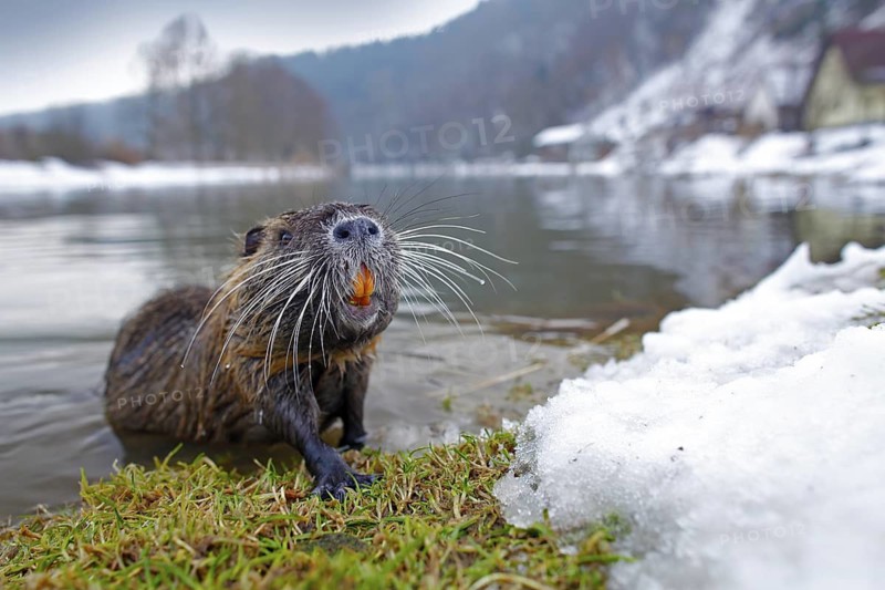 Nutria in river habitat. Nutria, wide angle with forest. Nutria, Myocastor coypus, winter mouse with big tooth in the snow, near the river. Nutria with snow during winter. Wildlife scene from nature