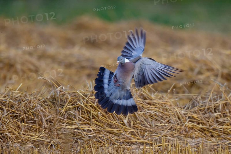 Common Wood Pigeon (Columba palumbus) landing, North Rhine-Westphalia, Germany