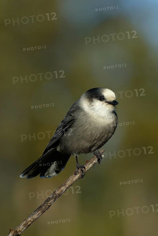 Grey Jay (Perisoreus canadensis), Alberta, Canada