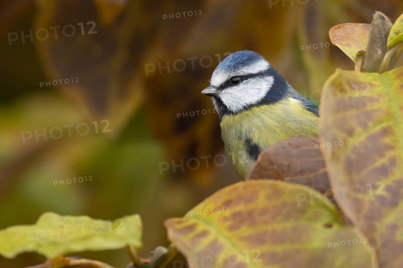 Blue tit (Cyanistes caeruleus) adult garden bird in a Magnolia tree with autumn colour leaves, England, United Kingdom