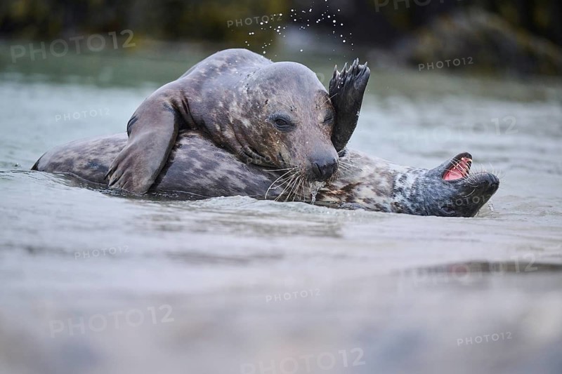 Grey seal (Halichoerus grypus) playing with each other in the water, sea, Düne, Helgoland, Schleswig-Holstein, Germany