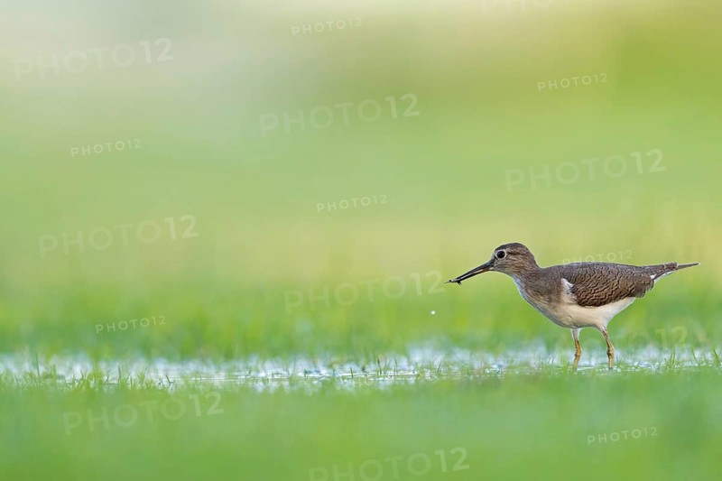 Sandpiper, sandpiper (Actitis hypoleucos), snipe family, snipe, biotope, habitat, foraging in a wet meadow, Al Qurm, Muscat, Oman, Middle East