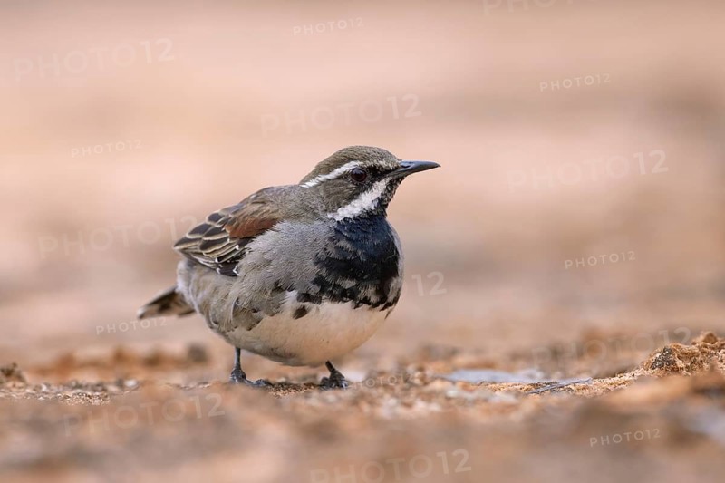 Chestnut Quail-thrush (Cinclosoma castanotum) young male perched on the ground, Victoria, Australia