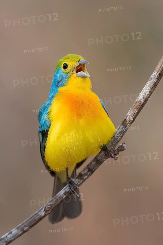 Orange-breasted Bunting (Passerina leclancherii) perched on a branch in Oaxaca, Mexico