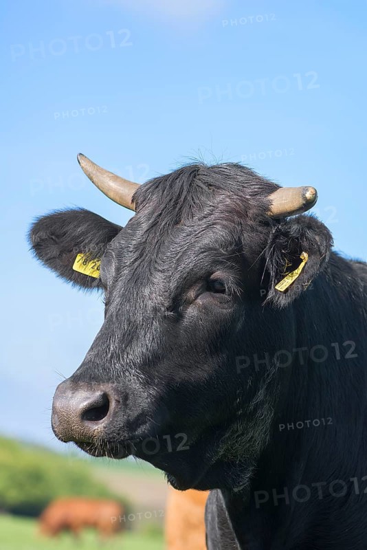 Portrait of a black cow, Franconia, Bavaria, Germany