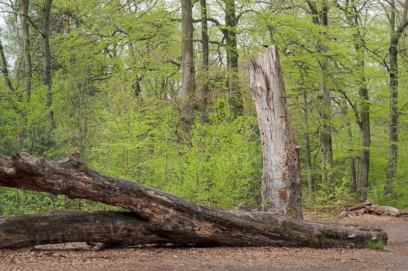 Beech forest in spring, with fresh beech leaves, dead tree trunk, Oberhausen, Ruhr area, North Rhine-Westphalia, Germany