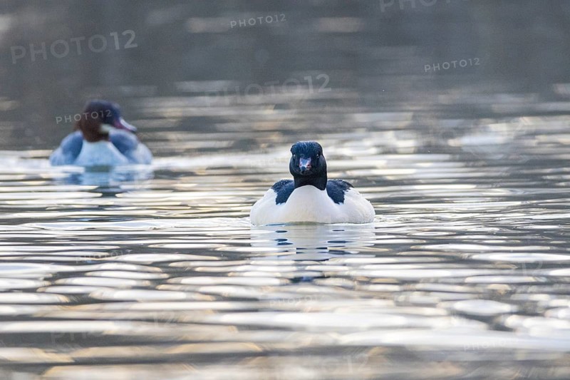 Goosander (Mergus merganser) ml Germany