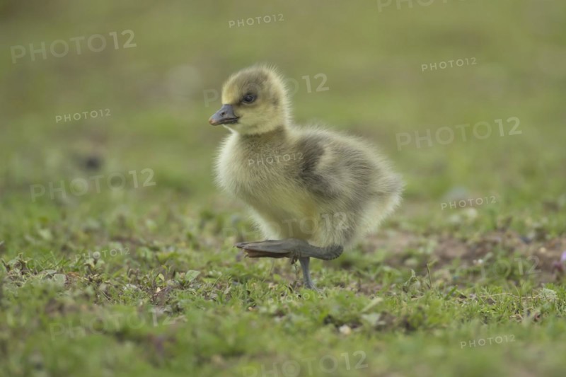 Greylag goose (Anser anser) juvenile baby gosling bird walking on grassland, England, United Kingdom