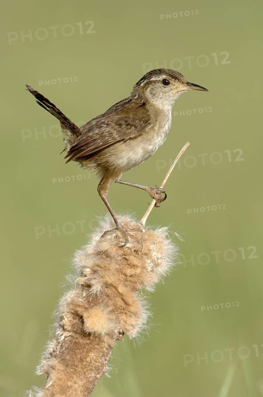 Marsh Wren (Cistothorus palustris), Texas, USA