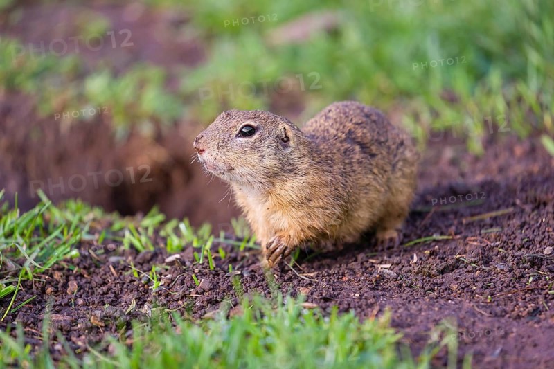 An adult European ground squirrel (Spermophilus citellus) or European souslik leaves his burrow