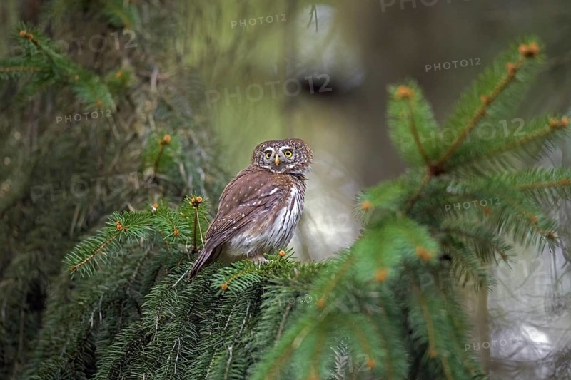 Eurasian pygmy owl (Glaucidium passerinum) (Strix passerina) perched in spruce tree in coniferous forest