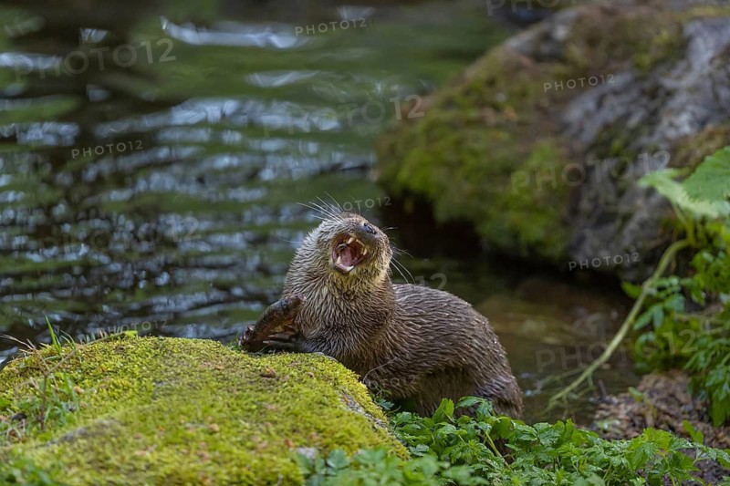 One Eurasian otter (Lutra lutra), sitting on a mossy rock and eating a fresh caught fish