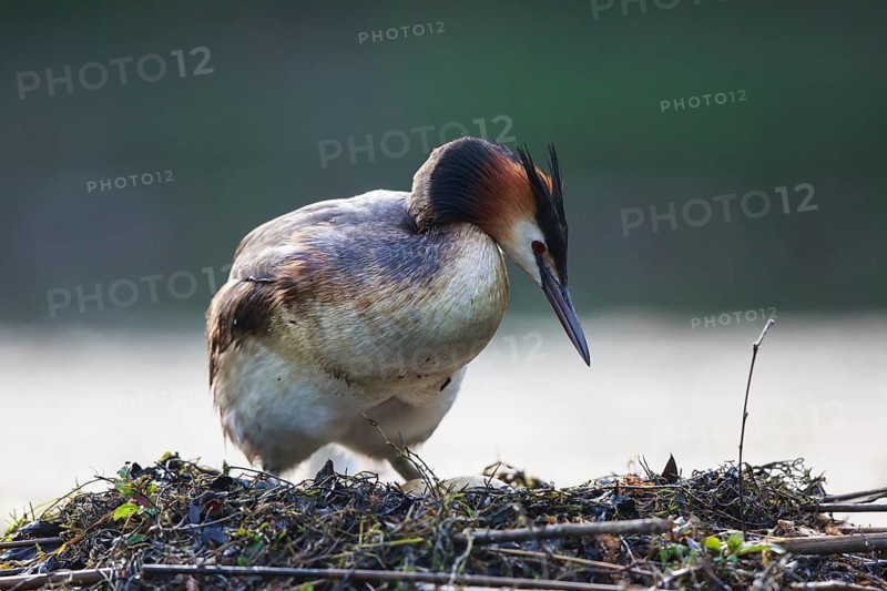Great Crested Grebe (Podiceps cristatus) at nest, North Rhine-Westphalia, Germany