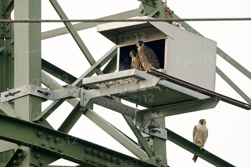 Peregrine Falcon (Falco peregrinus), North Rhine-Westphalia, Germany, Germany